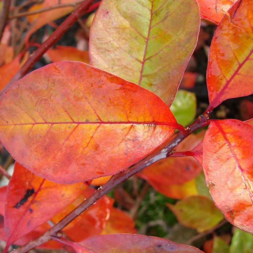 Gommier noir - Nyssa sylvatica Autumn Cascades (Foliage)
