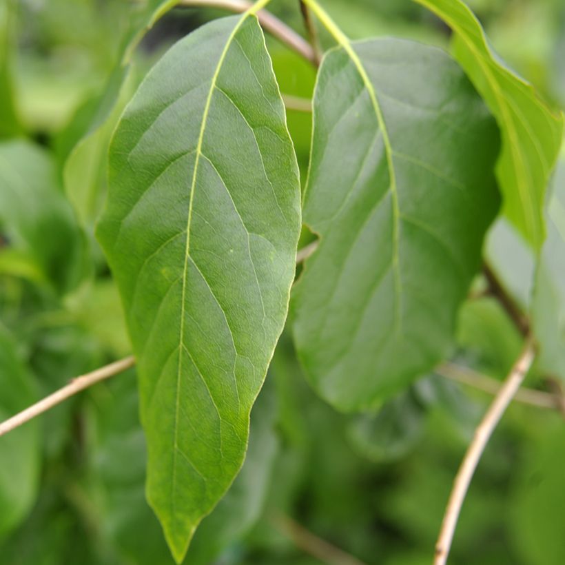 Nyssa sylvatica Red Rage - Gommier noir (Foliage)