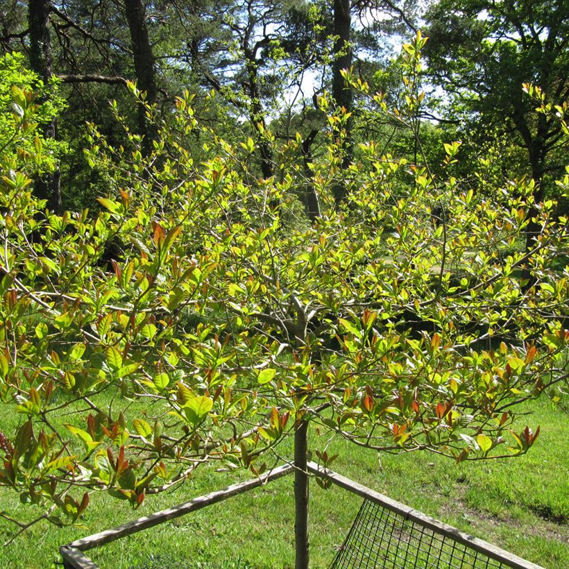Nyssa sylvatica Red Rage - Gommier noir (Plant habit)