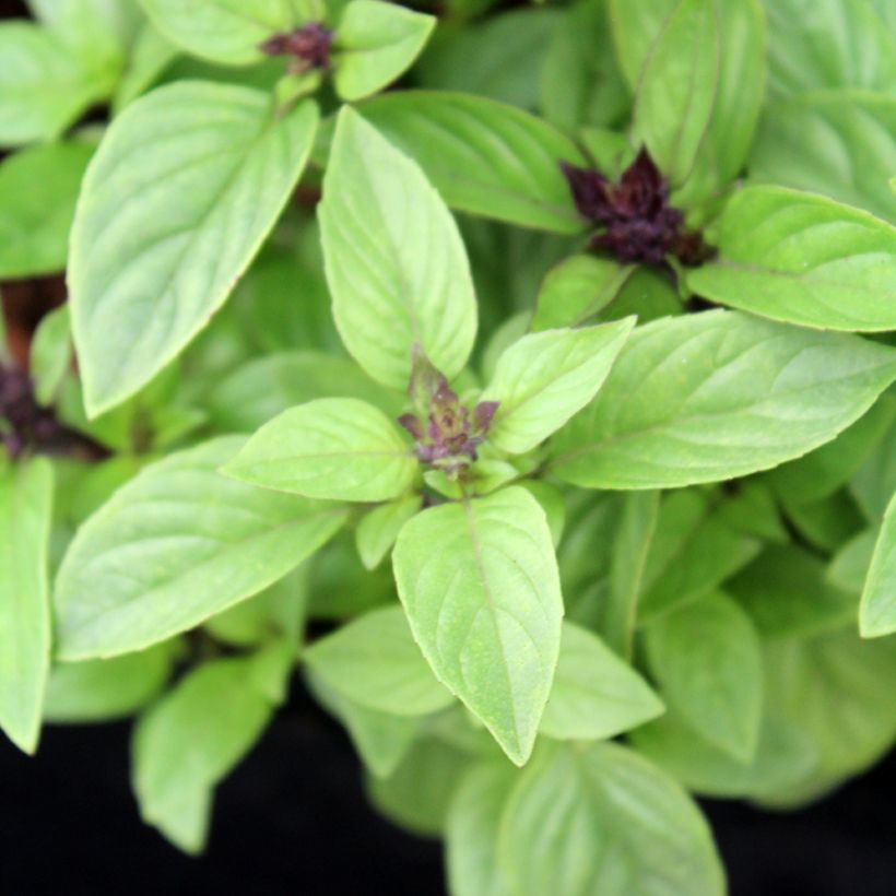 Basilic Thaï Bio - Ferme de Sainte Marthe (Foliage)