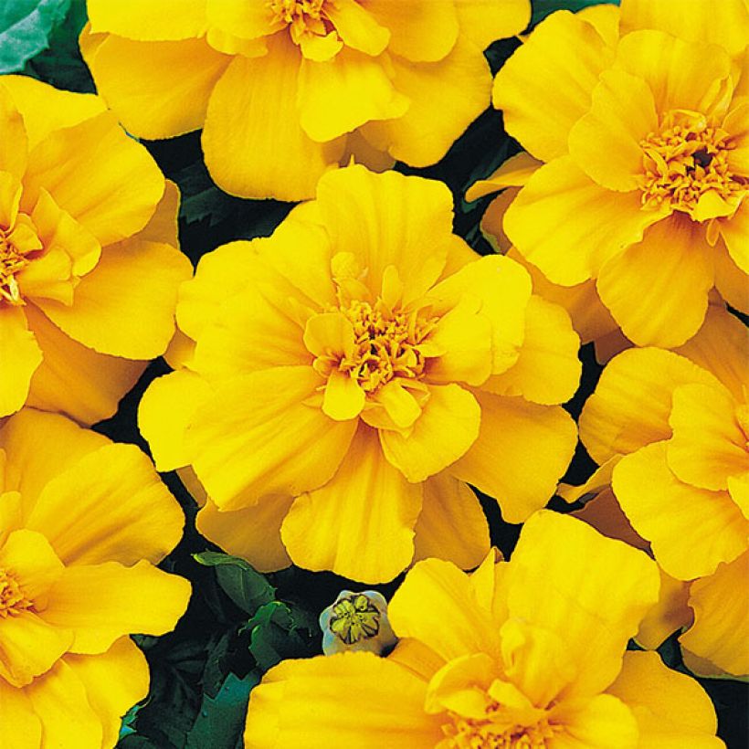 Oeillet d'Inde Durango Yellow (Flowering)
