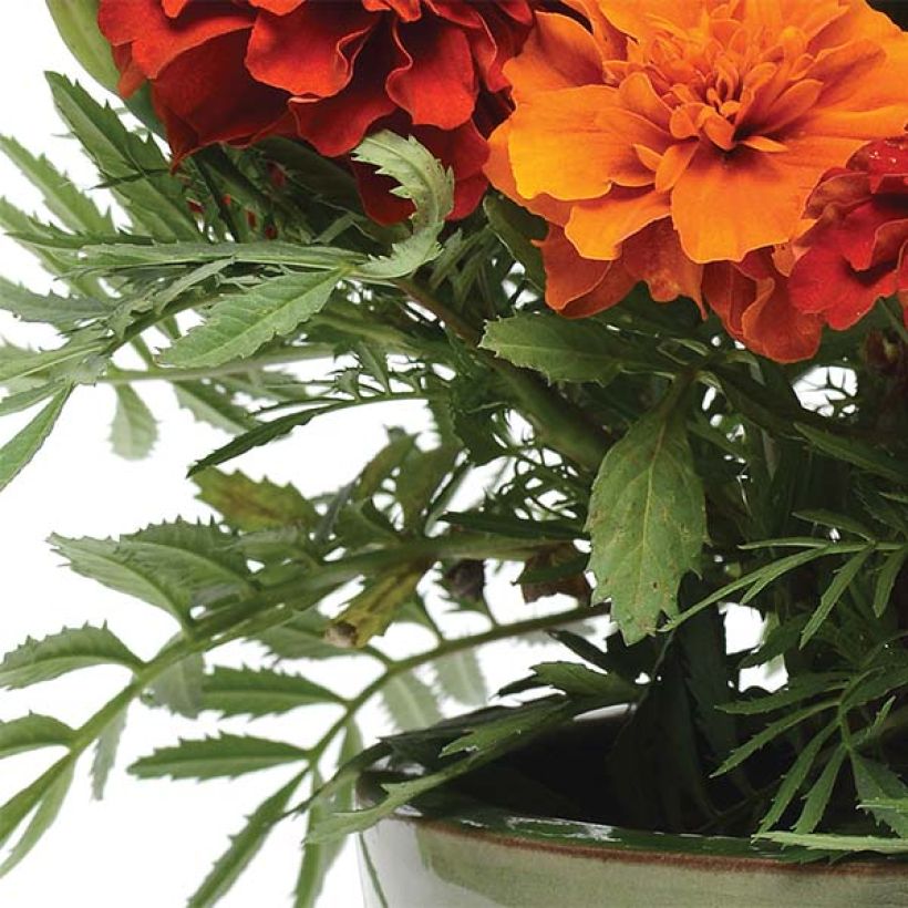 Oeillet d'Inde Fireball (Foliage)