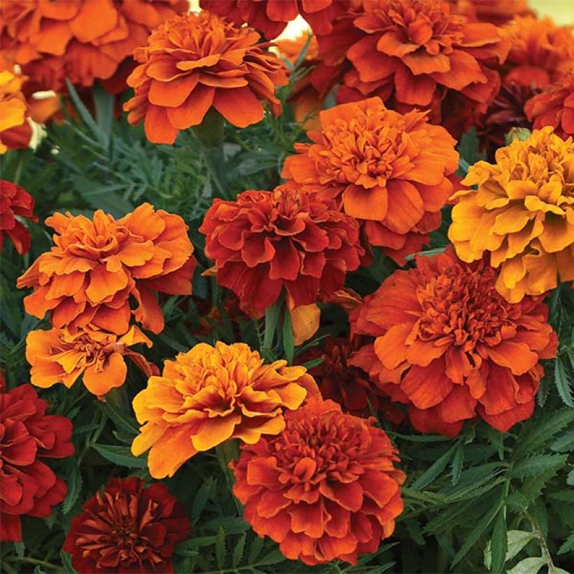 Oeillet d'Inde Fireball (Flowering)