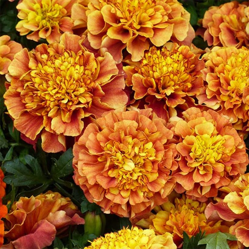 Oeillet d'Inde Strawberry Blonde (Flowering)