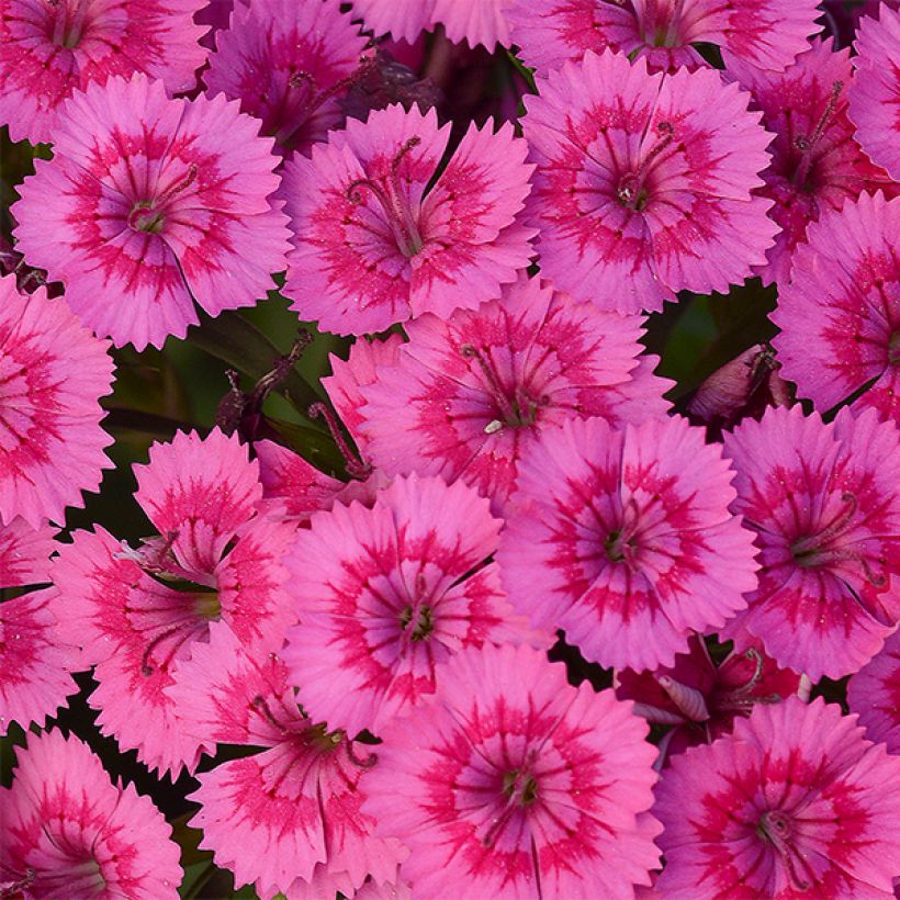 Oeillet de poète Jolt Pink (Flowering)