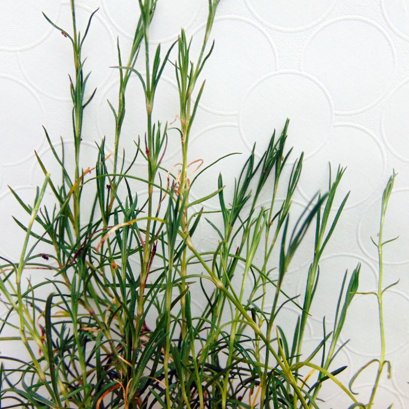 Oeillet des rochers - Petrorhagia saxifraga (Foliage)