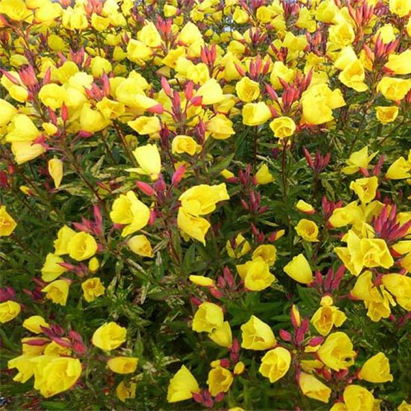 Oenothera fruticosa Camel - Oenothère à feuilles linéaires Camel - Onagre à feuilles panachées de jaune (Flowering)