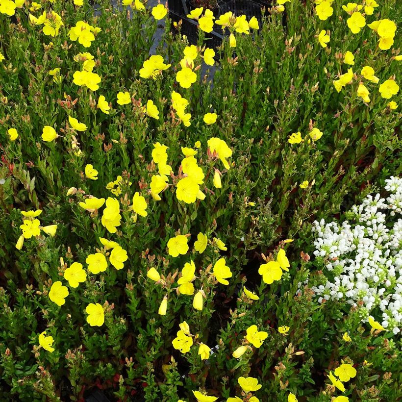 Oenothera fruticosa Hohes Licht - Onagre  (Plant habit)