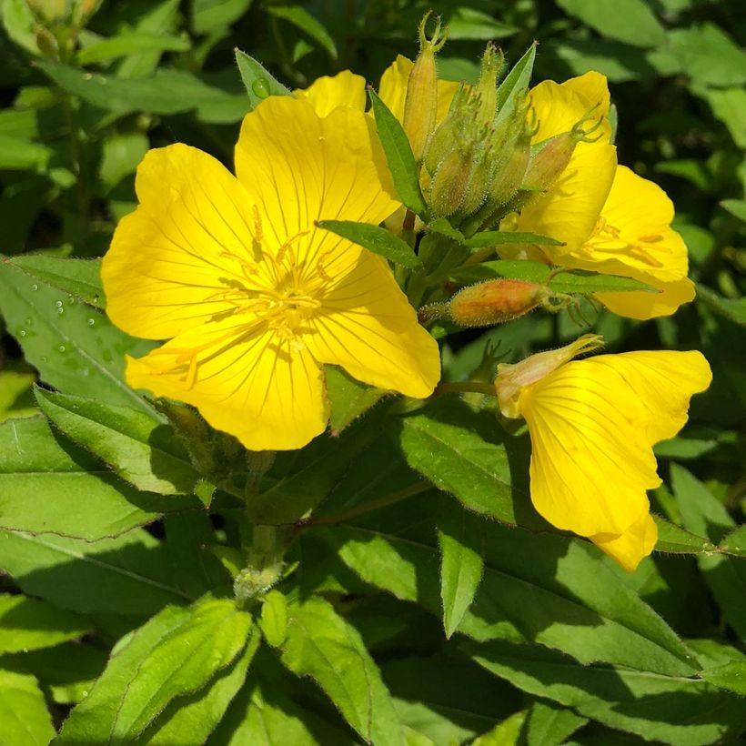 Oenothère Michelle Ploeger - Oenothera fruticosa Michelle Ploeger  (Flowering)