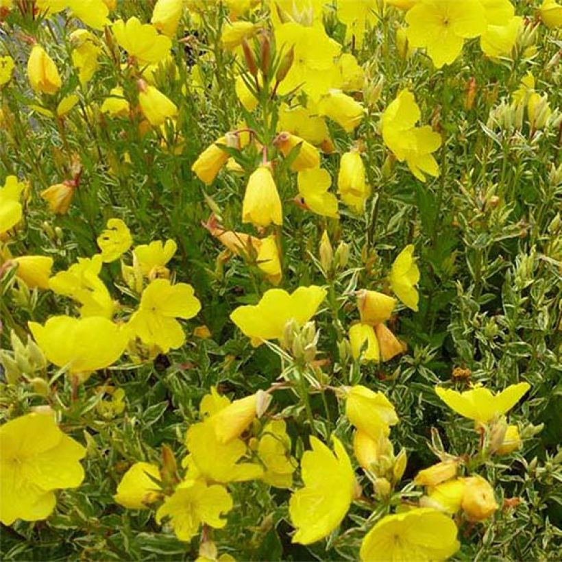 Oenothera fruticosa Silberblatt - Oenothère à feuilles linéaires Silberblatt - Onagre à feuilles panachées (Flowering)