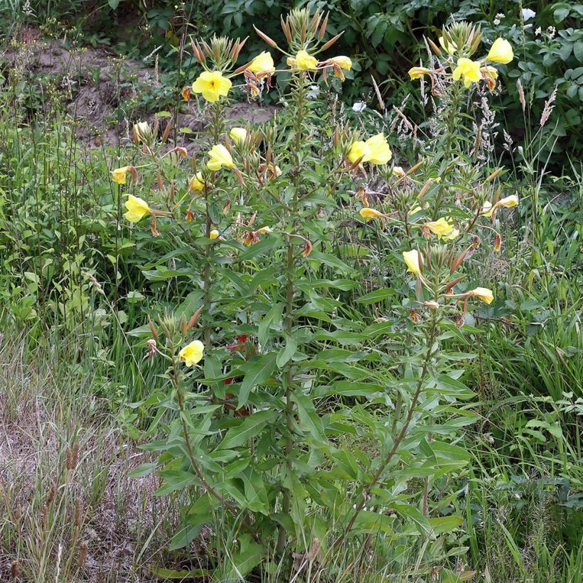 Oenothera glazioviana - Onagre de Lamarck (Plant habit)