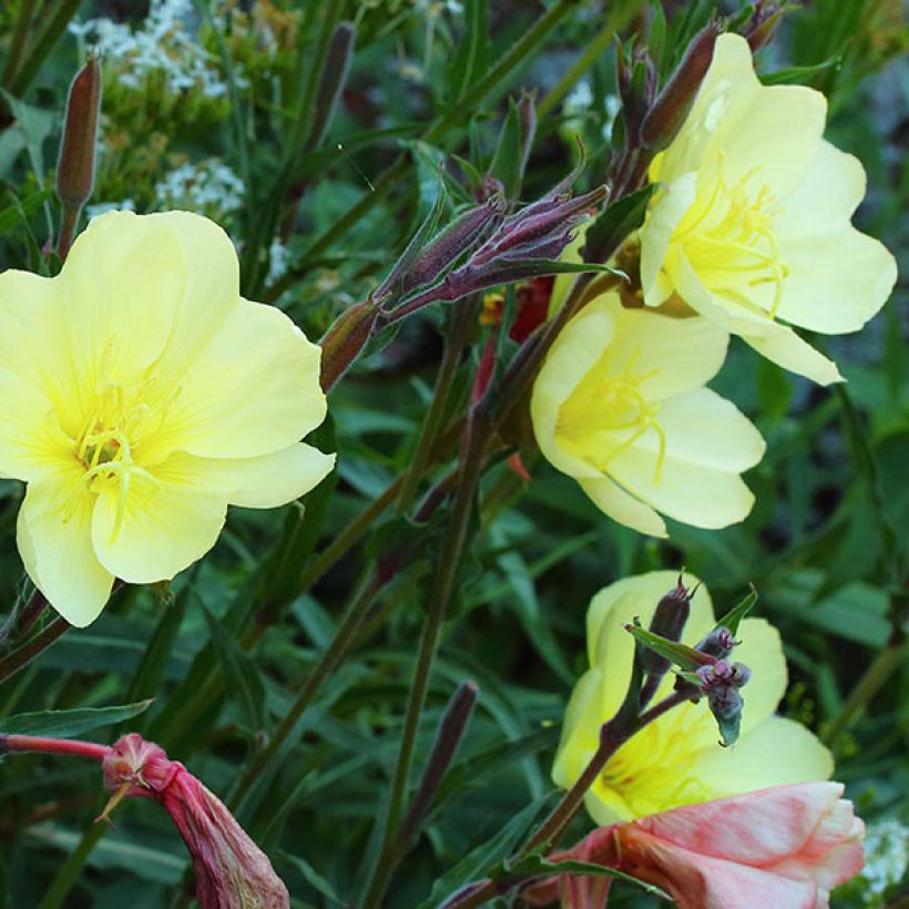 Oenothère, Oenothera stricta Sulphurea (Flowering)