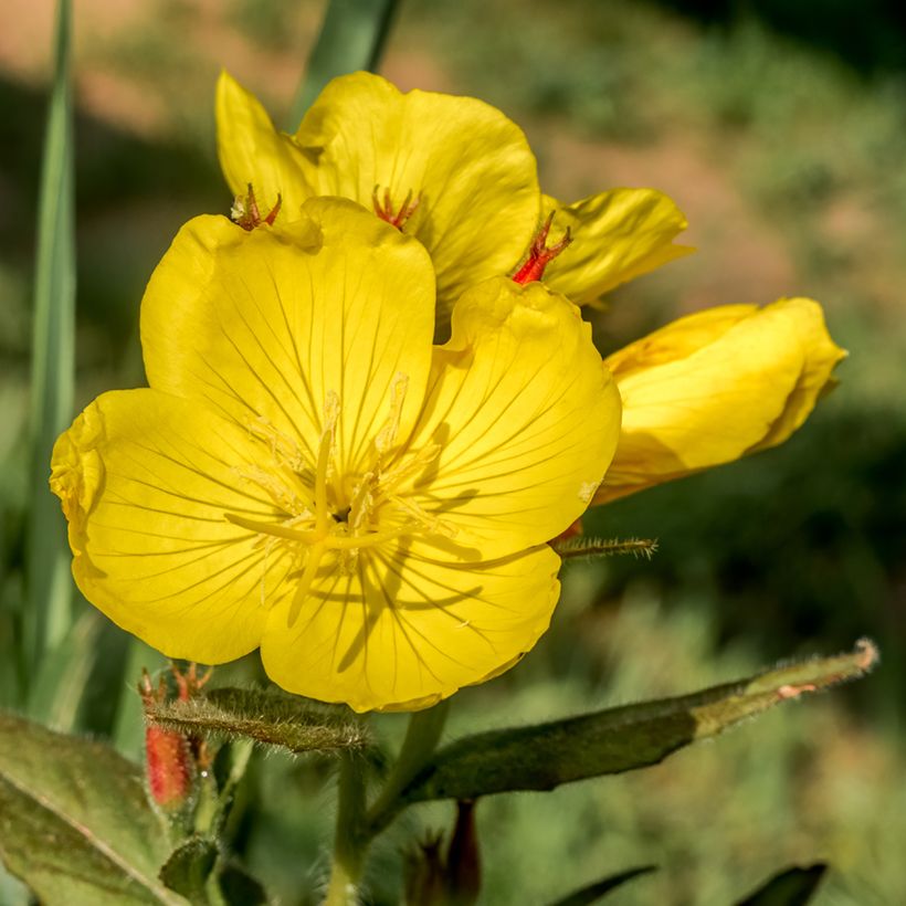 Oenothera tetragona - Onagre tétragone (Flowering)