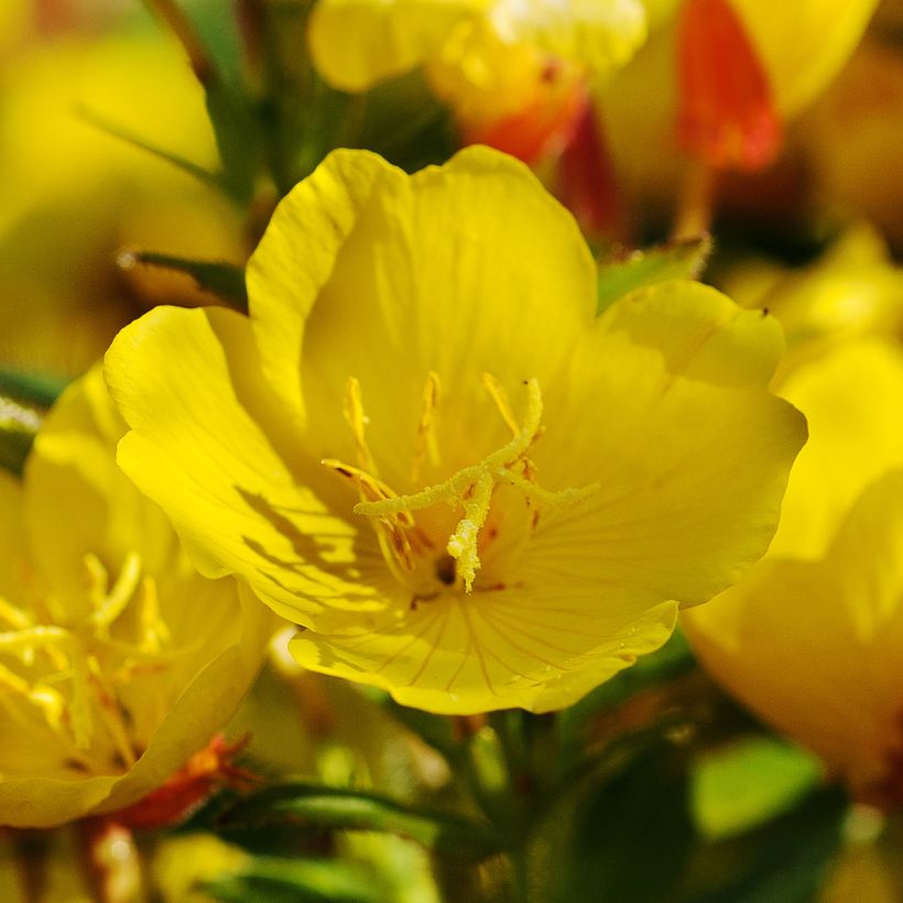 Oenothère, Oenothera Pénélope Hobhouse (Flowering)