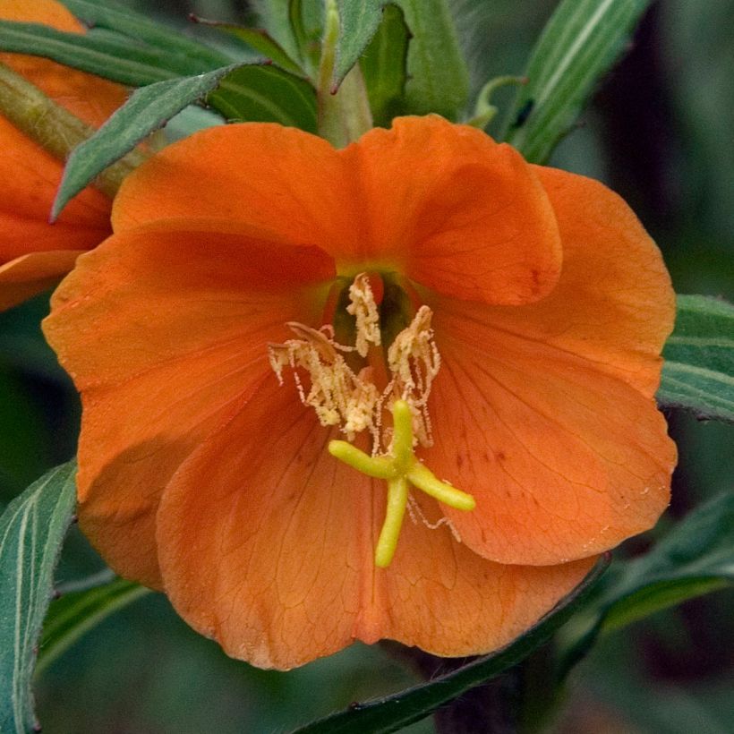 Oenothère, Oenothera versicolor Sunset Boulevard (Flowering)