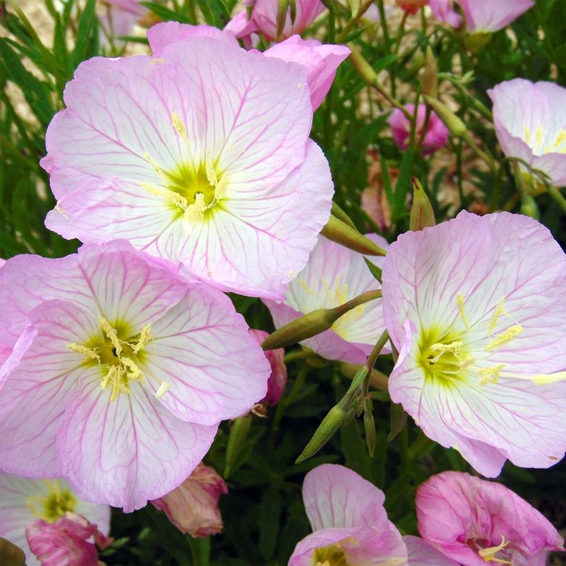 Oenothera speciosa Siskiyou - Onagre rose  (Flowering)