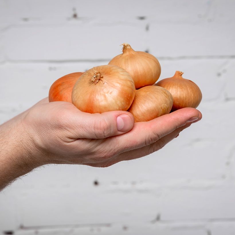 Oignon de Stuttgart BIO (Harvest)