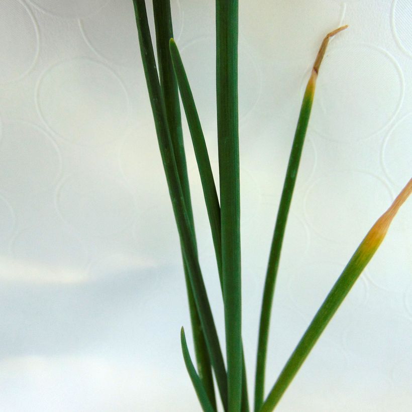 Oignon rocambole - Allium cepa proliferum - Oignon d'Egypte (Foliage)