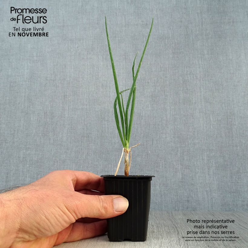 Example of Oignon rocambole - Allium cepa proliferum - Oignon d'Egypte Godet de 7/8 cm as you get in automne