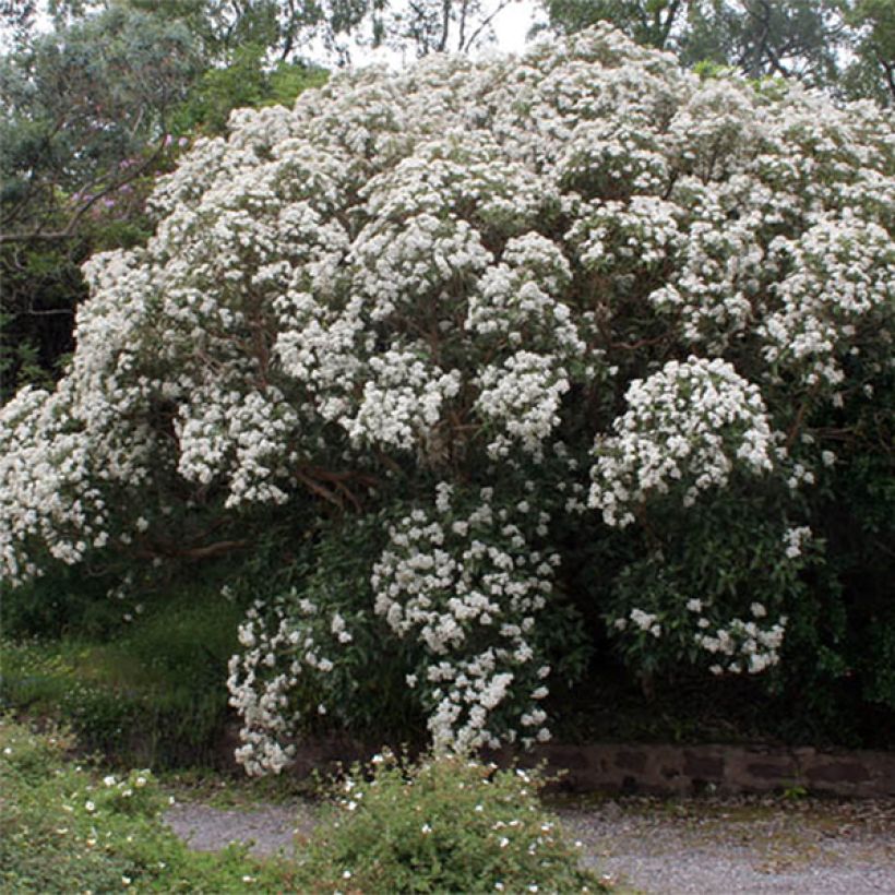Olearia macrodonta Major - Houx de Nouvelle-Zélande (Flowering)