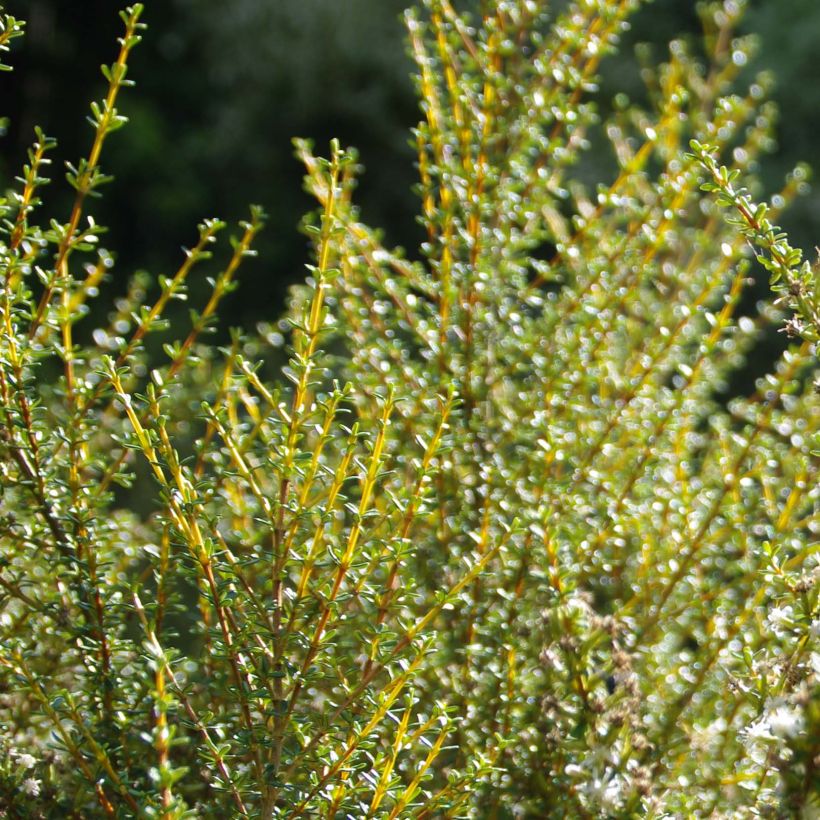 Olearia solandri Aurea  (Foliage)
