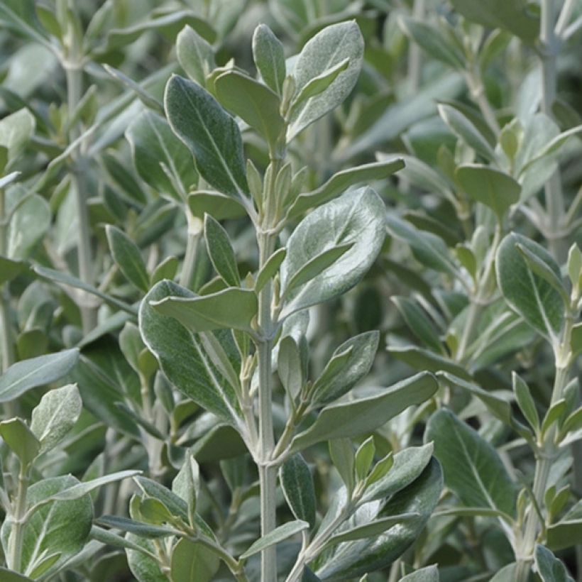 Olearia traversii (Foliage)