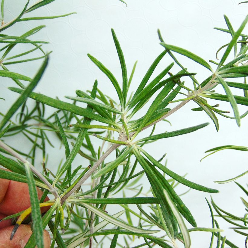 Olearia virgata (Foliage)