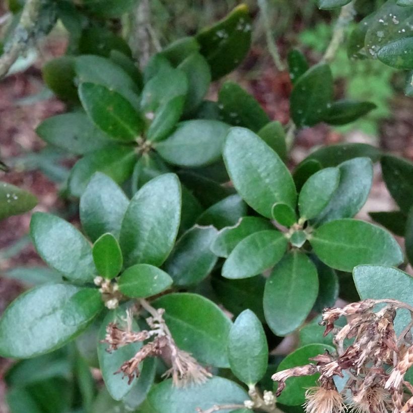 Olearia (x)  haastii - Aster en arbre (Foliage)