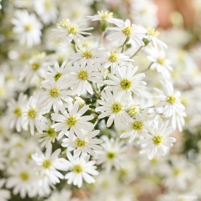 Olearia phlogopappa Spring Bling - Aster en arbre (Flowering)