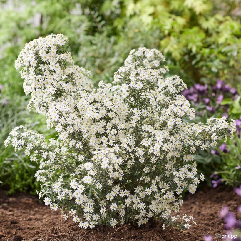 Olearia phlogopappa Spring Bling - Aster en arbre (Plant habit)