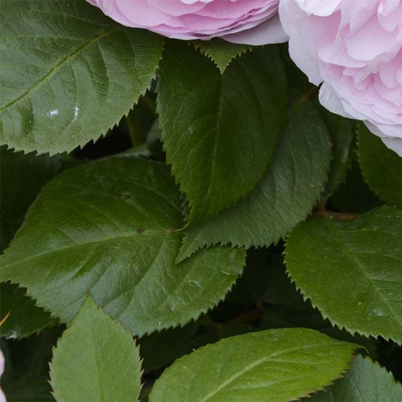 Rosier David Austin Olivia Rose Austin  (Foliage)
