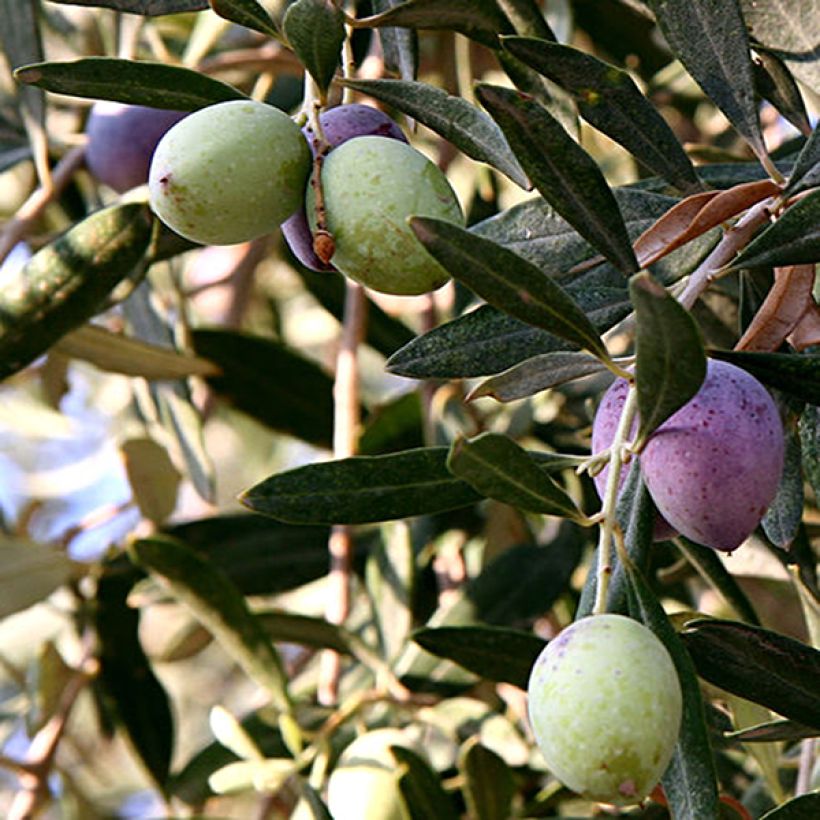 Olivier Aglandau - Olea europaea (Harvest)