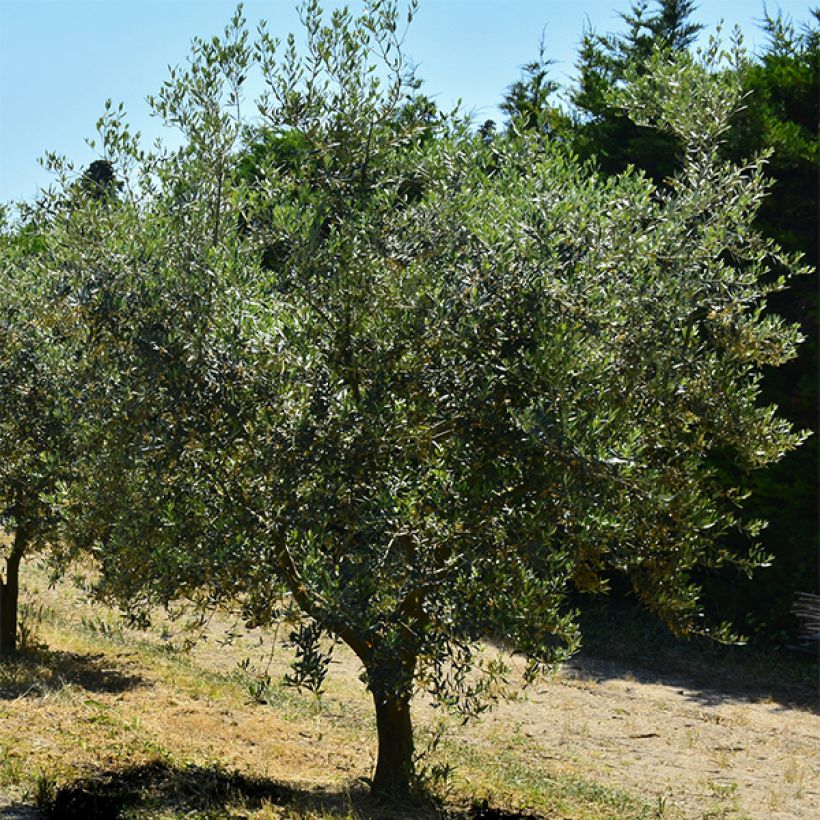Olivier Aglandau - Olea europaea (Plant habit)
