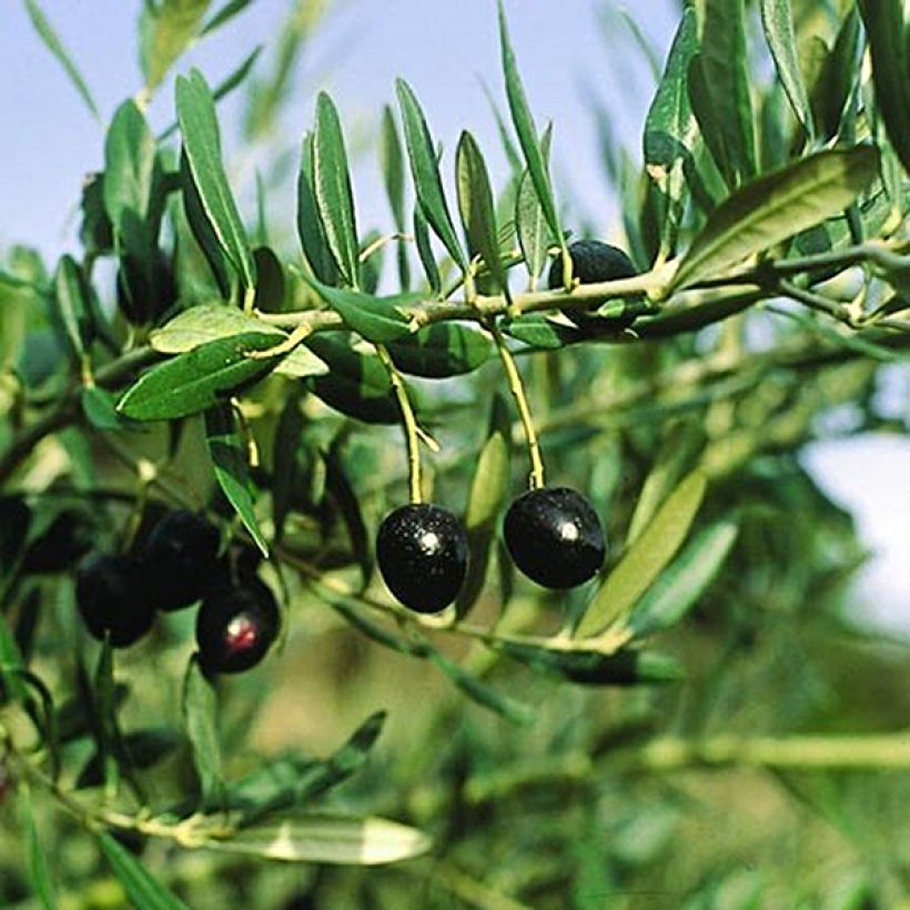 Olivier Bouteillan - Olea europaea (Harvest)