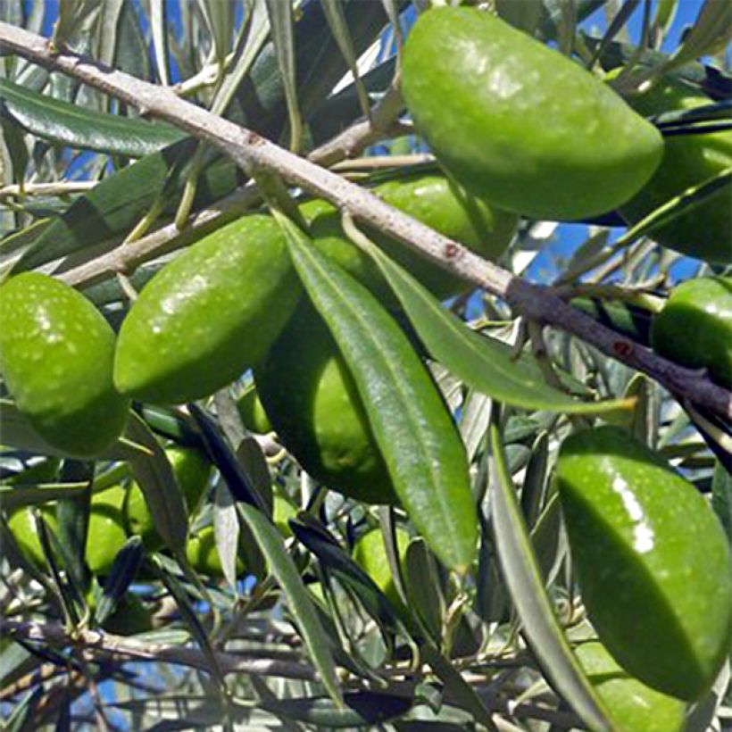 Olivier Lucques - Olea europaea (Harvest)