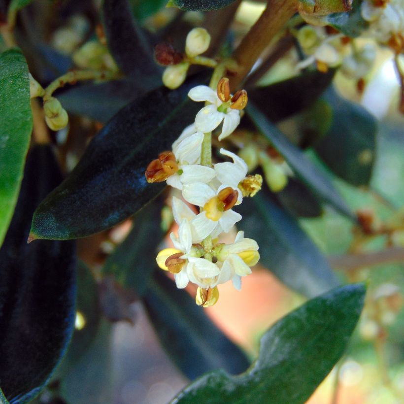 Olivier - Olea europaea (Flowering)