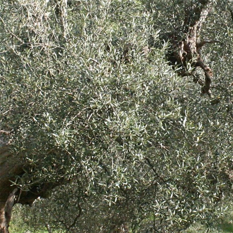Olivier Picholine - Olea europaea (Foliage)