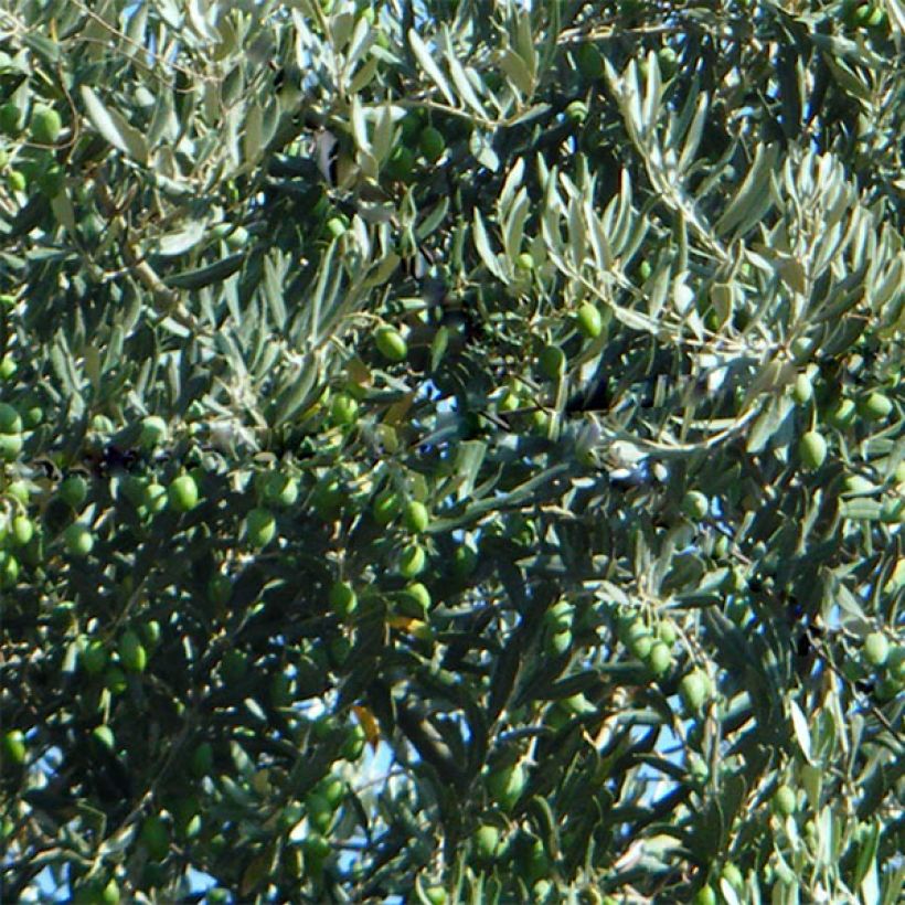 Olivier Picholine - Olea europaea (Harvest)