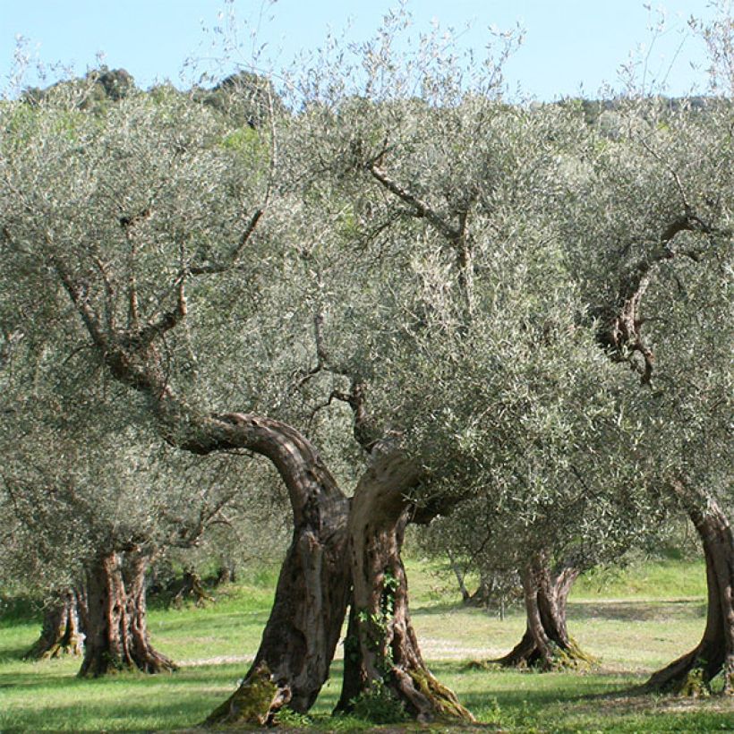 Olivier Picholine - Olea europaea (Plant habit)