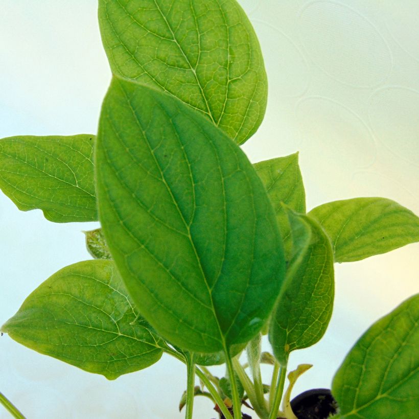 Omphalodes verna Alba - Petite bourrache blanche (Foliage)