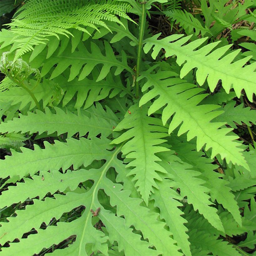 Onoclea sensibilis - Onoclée sensible, fougère (Foliage)