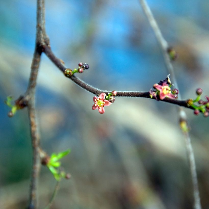 Operculicarya decaryi - Faux-poivrier du Japon (Flowering)