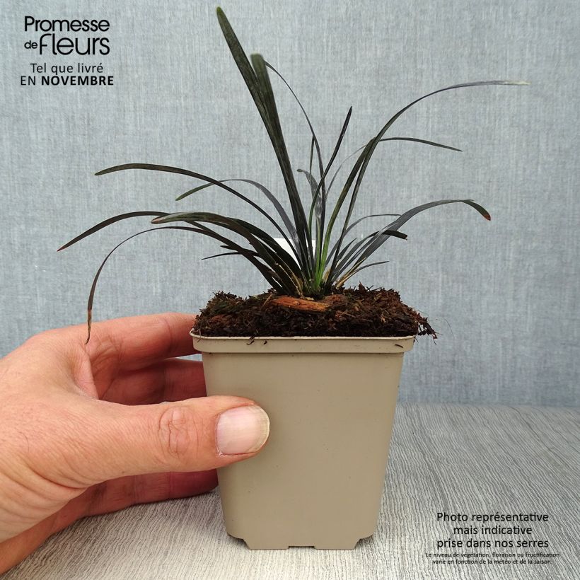 Example of Ophiopogon noir - Ophiopogon planiscapus Nigrescens Godet de 8/9 cm as you get in automne