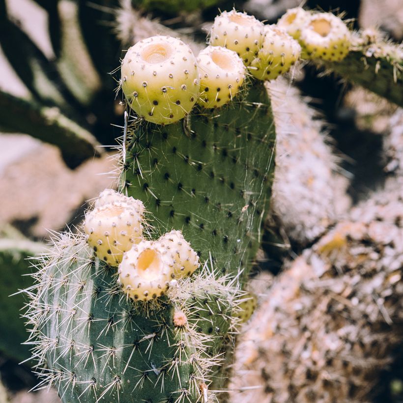 Opuntia bergeriana - Cactus raquette (Harvest)