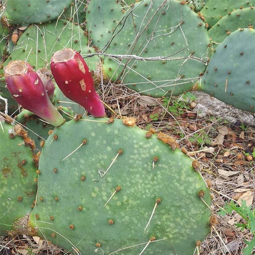 Opuntia engelmannii lindheimeri - Oponce (Plant habit)