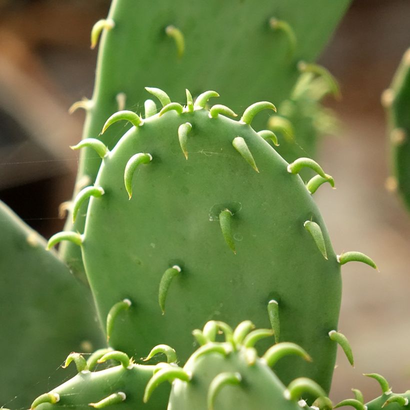 Opuntia laevis - Cactus raquette (Foliage)