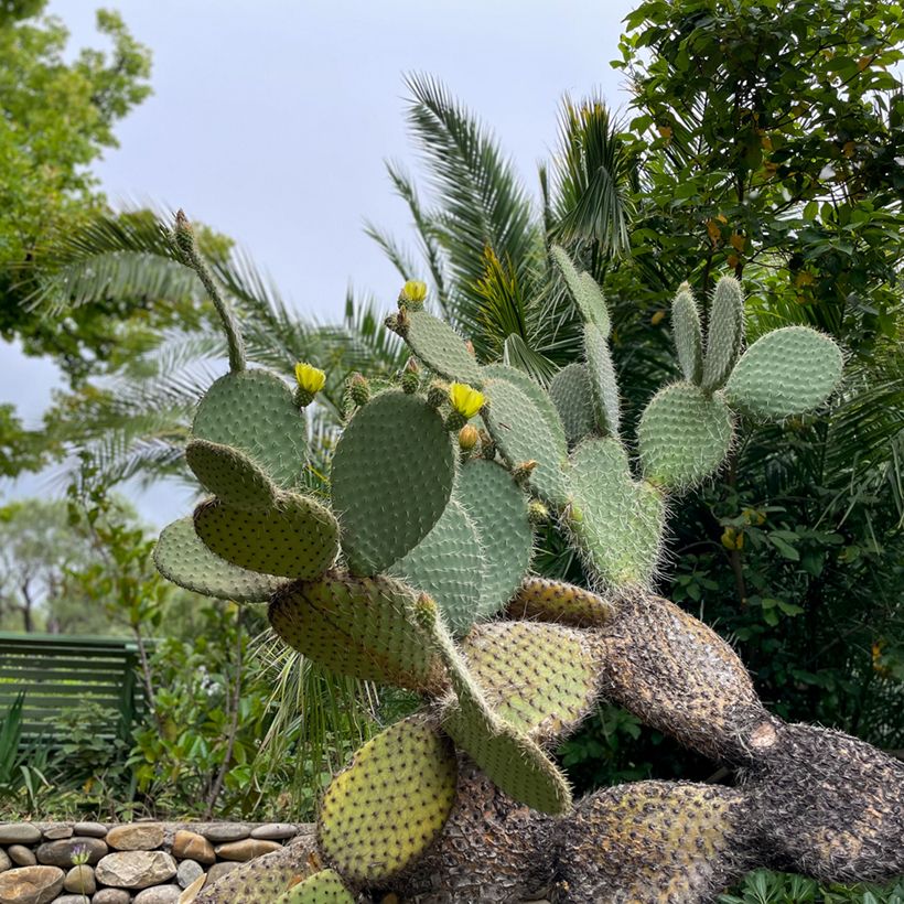 Opuntia leucotricha - Cactus raquette (Plant habit)