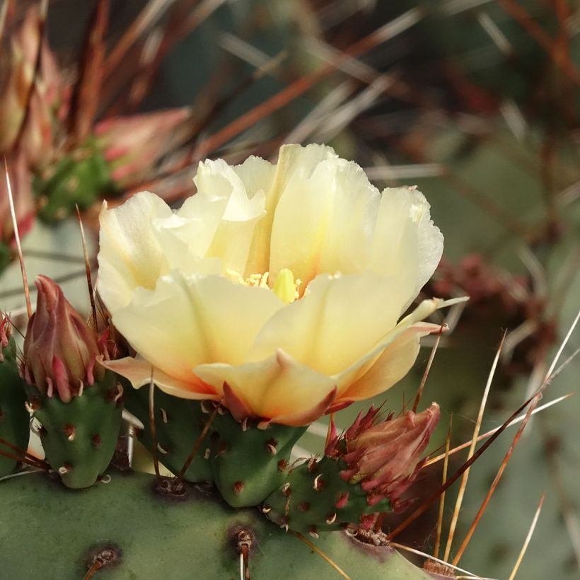 Opuntia macrocentra - Cactus raquette (Flowering)