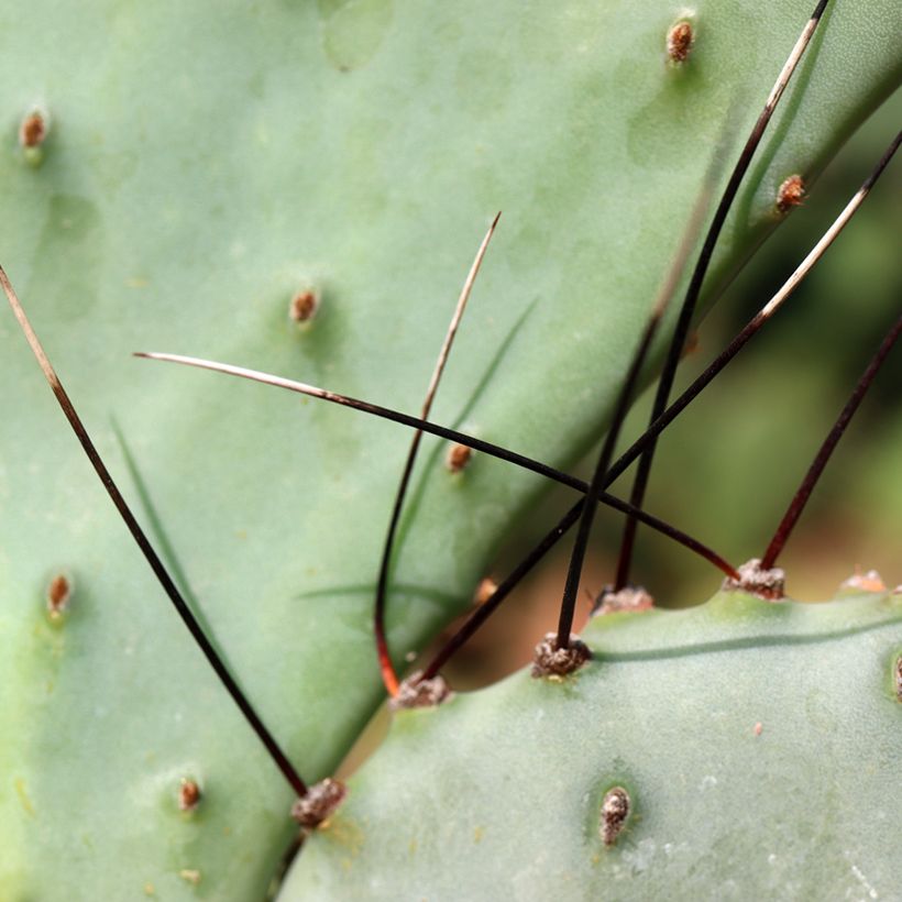 Opuntia macrocentra (épines noires) - Cactus raquette (Foliage)