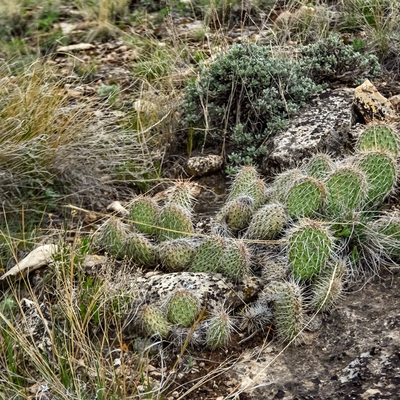 Opuntia polyacantha - Cactus raquette (Plant habit)